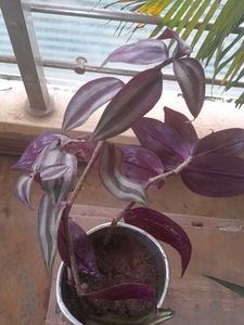 Real Rooted Wandering Dude/Tradescantia Plant