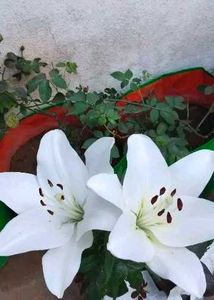 Aciatic lily 5 Plants