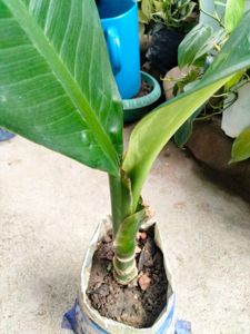Air Purifying Indoor Plants