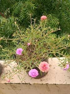 4colourful Plant Stems Just For 50 Ruppes