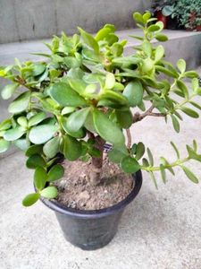 Jade Bonsai (Lucky Plant)