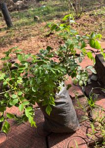 curry leaves plant same