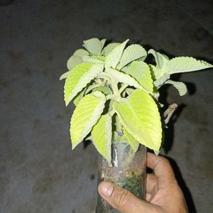 combo of 3 plants