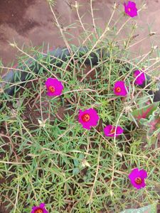 Pink Grass Plant