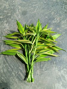 Six Lucky Bamboo Stick 2ft