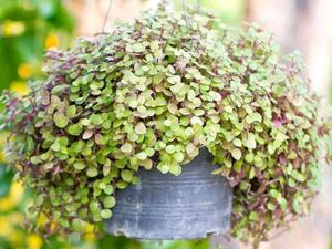 Callisia Repens 'Pink Panther' Hanging Plant