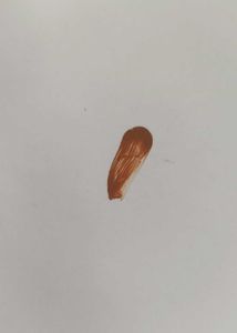 2 Time Used Foundation
