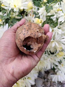 Loofah Natural Body Scureb