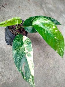 Assorted Plants