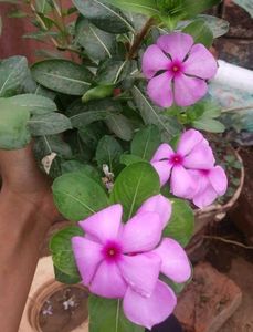Plant Combo