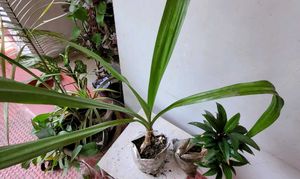 Set 2.Syngonium &amp; Crinum  Plants 🪴