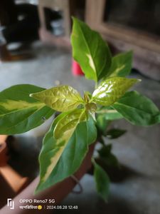 Blueberry Ice bagunvalia Live Plant Pack Of 1 ...
