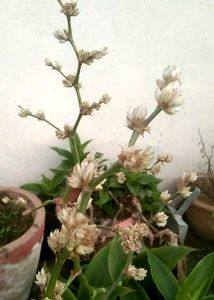 Basket Plant