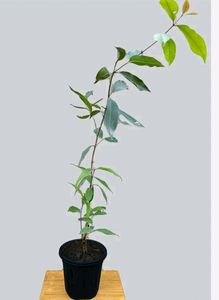 Black Berry Plant (Jamun)