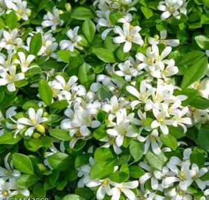 Madhu Kamini Plant in indoor or outdoor both