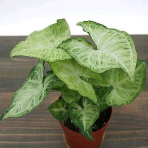 Indoor/Outdoor Plants