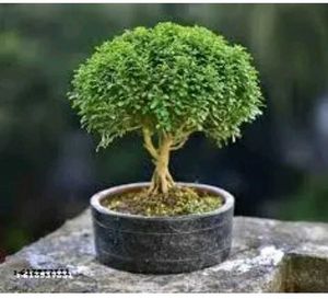 kamani plant ☘️ indore plan