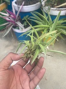 2 Jade Plant 2 Spider Plant Money Plant Snake Plant Combo
