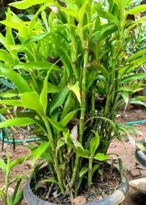 Combo Of 2 Lucky Bamboo Plant