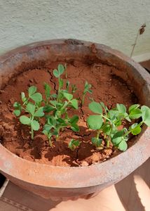 Green Peas Plant With Pot