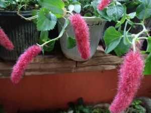 Chenille Plant - A Fuzzy Delight