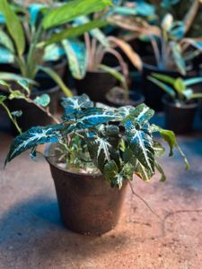 Indoor Plants 10