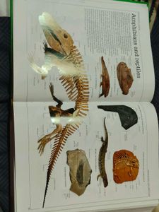 Ultimate Family Visual Dictionary