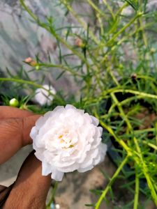 Moss Rose Combo