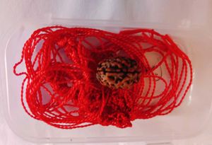 🛑3-Mukhi Rudraksha with Red Thread