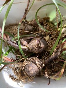 Rain Lilly Bulbs. Pack Of 4