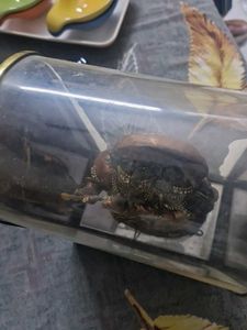 Radha Krishna Showpiece