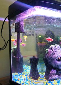 BluePet Fish Aquarium 🐟
