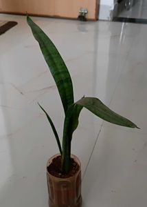 Snake plant