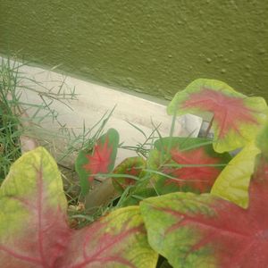 Caladium Plant