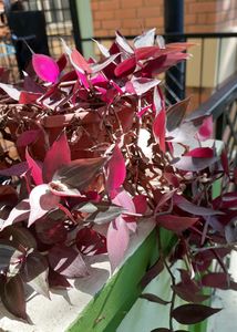 Wandering Jew Plant With Pot