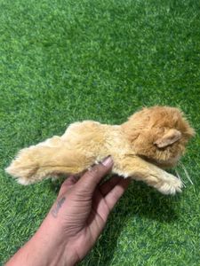 Adorable Lion Plush Toy