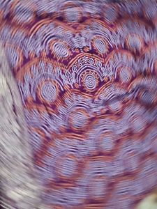 Elegant Purple Bandhani Saree