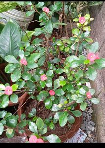 Crown of Thorns Plant