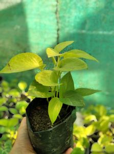 Golden Money Plant