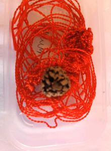 🛑3-Mukhi Rudraksha with Red Thread