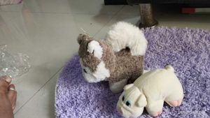 Combo Of Cat And Pound Puppies