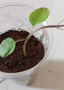 Tulsi plant
