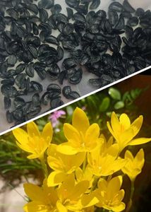 combo of 3 plants bulbs