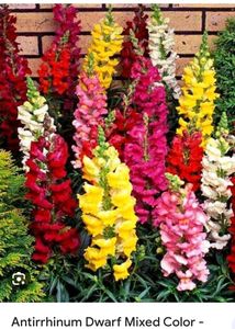 Aster And Antirrhinum Mixed Flowers Seeds