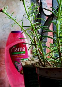 Fiama Shower Gel