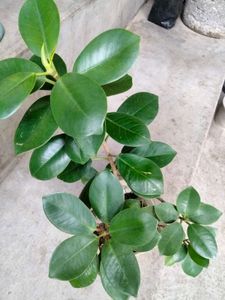2 different Leaves Shape Ficus N 1 Jade Plants .