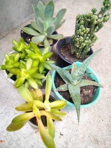 Assorted Plants