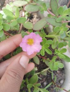 Combo Of 15 Colours Mixed Portulaca Plant