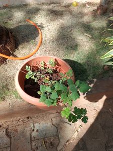 Plants Combo Of 5