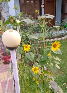 Sunflower Seeds + Freebies